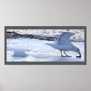 Möwe isst auf Eis Poster
