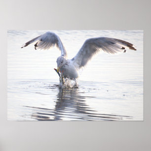 Möwe Krabbenfischerei Foto Poster