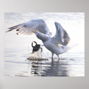 Möwe Krabbenfischerei Foto Poster