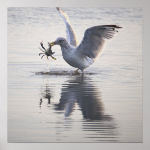 Möwe Krabbenfischerei Foto Poster