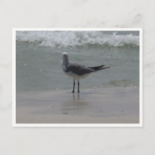 Möwe – Küsten-Wildlife-Fotografie Postkarte