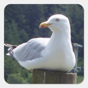 Möwe legt sich auf einen Zaunpfosten, Küstenvogelk Quadratischer Aufkleber