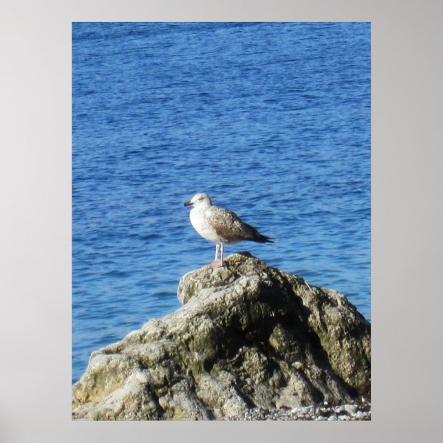 Möwe Poster (Vorne)