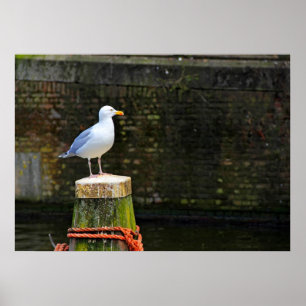 Möwe Poster