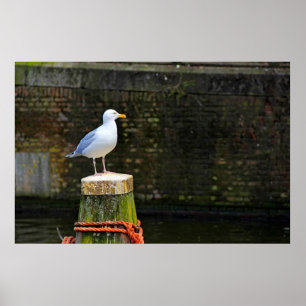 Möwe Poster