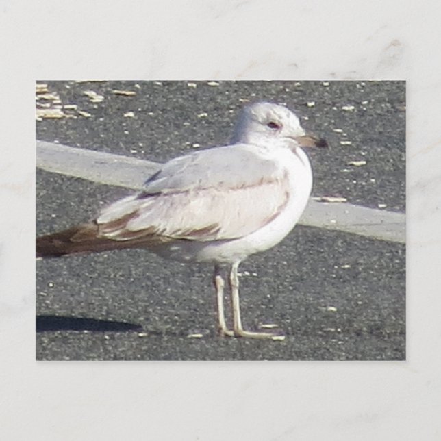 Möwe Postkarte (Vorderseite)