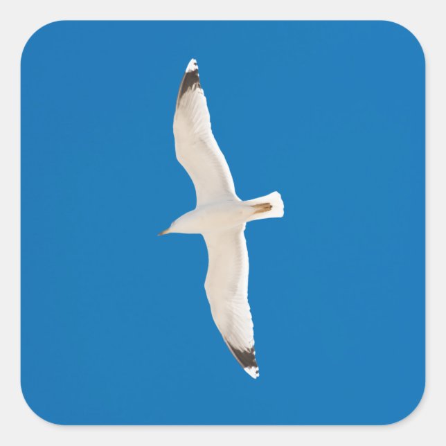 Möwe Quadratischer Aufkleber (Vorderseite)