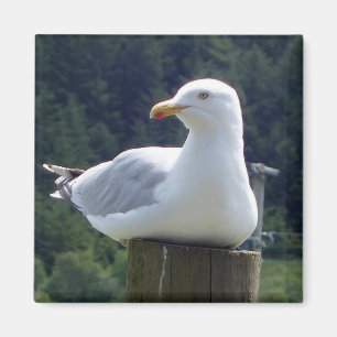Möwe ruht friedlich auf einem Zaunpfosten Magnet