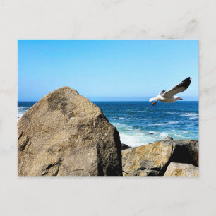 Möwe startet postkarte