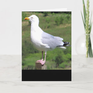 Möwe Stehend Grußkarte – Wildtier Möwe Karte