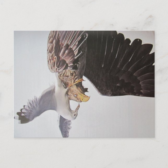 Möwe und Adler- Postkarte (Vorderseite)