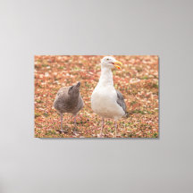 Möwe und Küken