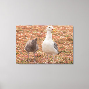 Möwe und Küken Leinwanddruck