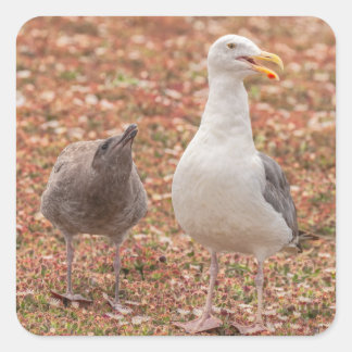 Möwe und Küken Quadratischer Aufkleber