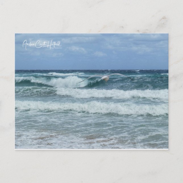 Möwe und Meer Postkarte (Vorderseite)