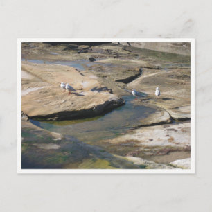 Möwe-Wildtierfotografie Postkarte