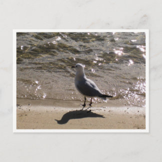 Möwe-Wildtierfotografie Postkarte