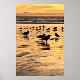Möwen am Strand bei Sonnenuntergang Poster