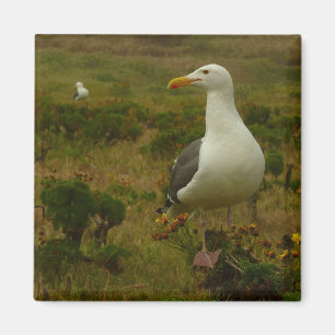 Möwen auf Anacapa Island Magnet