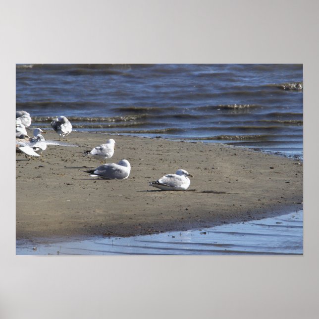 Möwen auf dem Strandposter Poster (Vorne)