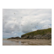 Möwen bei Porth Beach Newquay Cornwall