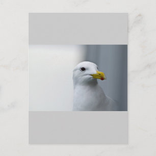 Möwen brauchen auch Liebe Postkarte