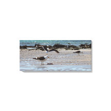 Möwen direkt am Meer