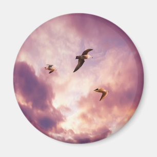 Möwen fliegen in einem Sonnenuntergangshimmel Magnet