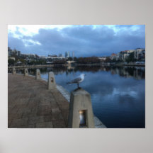 Möwen-Foto