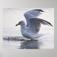 Möwen-Foto-Poster