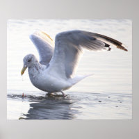 Möwen-Foto-Poster