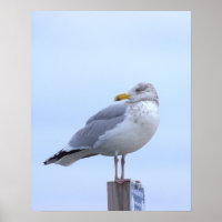 Möwen-Foto-Poster