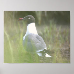 Möwen-Foto-Poster Poster