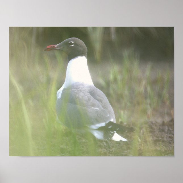 Möwen-Foto-Poster Poster (Vorne)