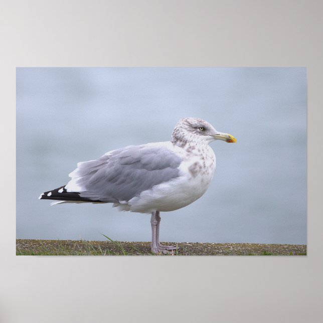 Möwen-Foto-Poster Poster (Vorne)