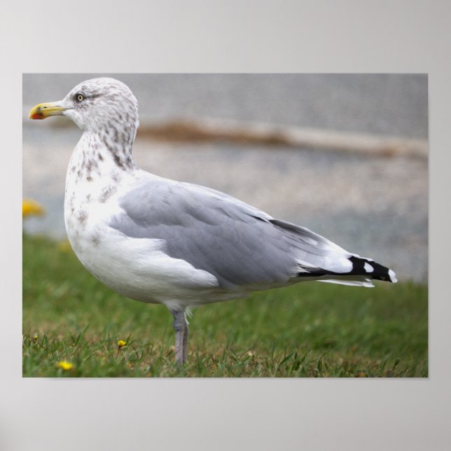 Möwen-Foto-Poster Poster (Vorne)