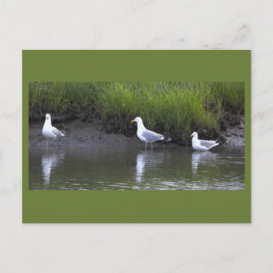 Möwen Foto Postkarte
