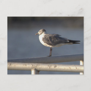Möwen-Foto-Postkarte Postkarte