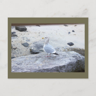 Möwen-Foto-Postkarte Postkarte