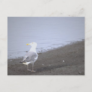 Möwen-Foto-Postkarte Postkarte