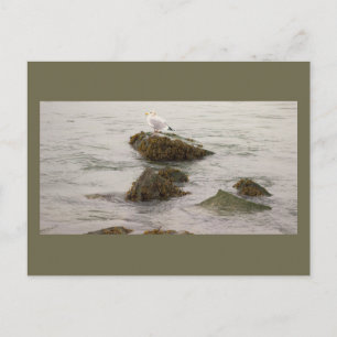 Möwen-Foto-Postkarte Postkarte