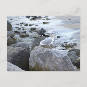 Möwen-Foto-Postkarte Postkarte