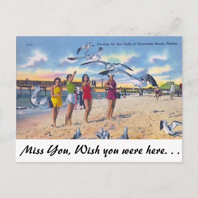 Möwen füttern, Clearwater Beach, Florida Postkarte (Vorderseite)