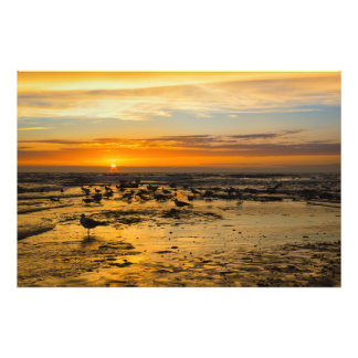 Möwen im Sonnenuntergang Fotodruck