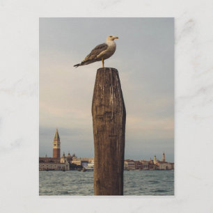 Möwen in Italien Venedig Postkarte