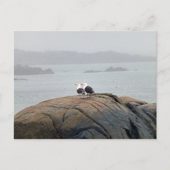 Möwen in Kennebunkport, Maine Postkarte (Vorderseite)