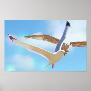Möwen in Leinwand drucken Poster