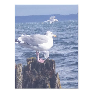 Möwen in Port Townsend Fotodruck
