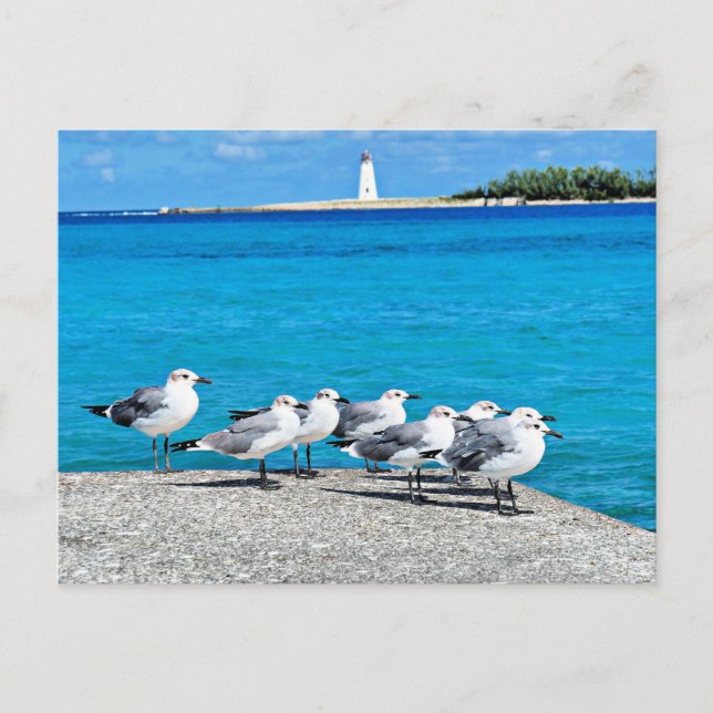 Möwen, Nassau, Bahamas Postkarte (Vorderseite)