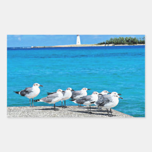 Möwen, Nassau, Bahamas  Rechteckiger Aufkleber